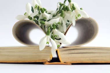 Bir buket kardelen kitabın sayfalarında yatıyor, kalp şeklinde kıvrılmış, yakın plan.