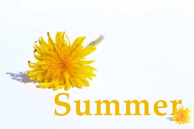 Kolaj: Sarı karahindiba çiçekleri ve beyaz arkaplanda İngilizce yazı.