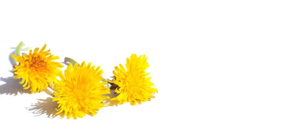 Banner Drei Gelbe Löwenzahne Liegen Auf Weißem Hintergrund Ein Ort — Stockfoto
