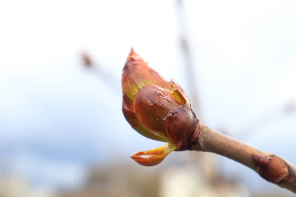 Ramo Albero Magnolia Contro Cielo Primaverile Primo Piano Posto Testo — Foto Stock