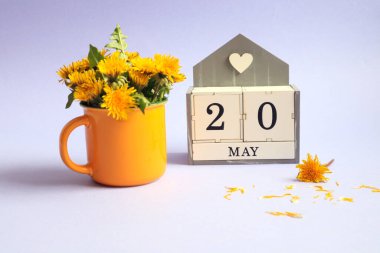 20 Mayıs takvimi: 20 numaralı küpler, İngilizce 'de ayın adı, açık arkaplanda sarı bir fincanda bir buket karahindiba.