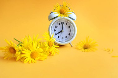 Sarı arka planda sarı papatyalar arasındaki çalar saat, yaz güneşli günlerin gelişi kavramını yakınlaştırıyor.