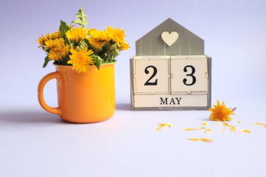 23 Mayıs takvimi: 23 numaralı küpler, İngilizce 'de ayın adı, açık arkaplanda sarı bir fincanda bir buket karahindiba.