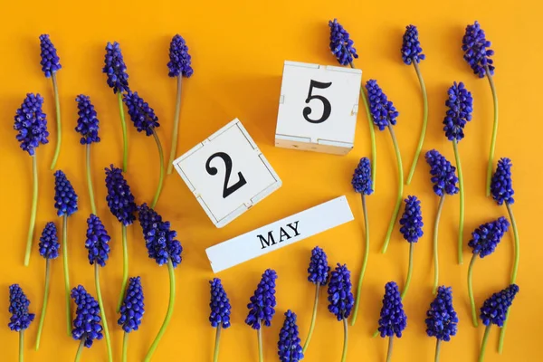 Calendar for May 25: cubes with the number 25, the name of the month of May in English, scattered flowers of blue muscari on a yellow background, top view