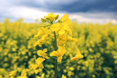 Sarı bir tarlanın arka planında çiçek açan bir kolza dalı. Yararlı bir ürün yetiştirme konseptine yakın.