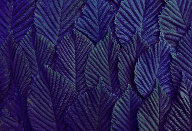 Genç karaağaç yaprakları, sıra sıra, renkli mavi, üst manzara