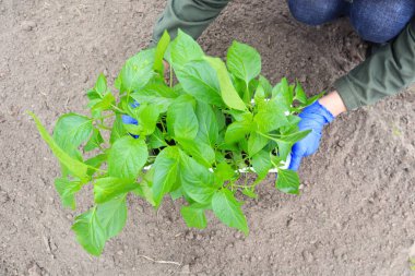Biber ekme ve bakımı konsepti. Eldivenli eller toprağın arka planında biber tohumları tutuyor.