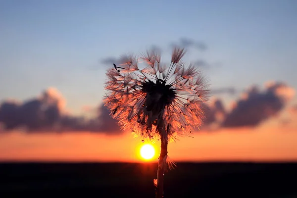 Die Silhouette Eines Löwenzahns Mit Tautropfen Auf Dem Hintergrund Der — Stockfoto