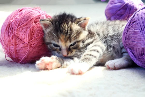 Concept Celebrating World Knitting Day Public Cute Gray Kitten Sleeps — Stock Photo, Image