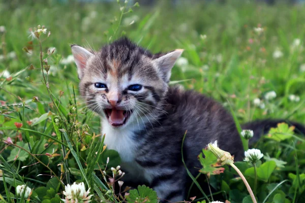 Bahçede Küçük Miyavlayan Gri Kedi Yavrusu Yakın Plan — Stok fotoğraf