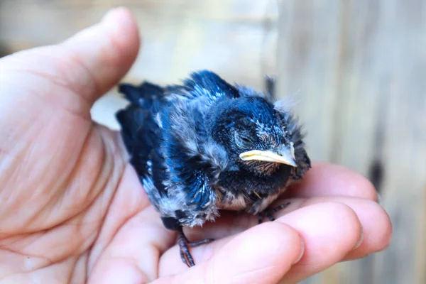 The concept of helping birds and animals. A small swallow chick sits on the palm of a person, close-up