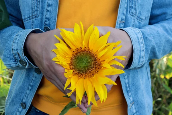 Koncept Příjemných Procházek Přírodou Letní Nálady Slunečnicový Květ Rukou Ukazuje Stock Obrázky