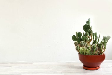 Çiçekçilik dersleri konsepti. Gri bir masanın üzerinde kahverengi bir saksıda çeşitli kaktüslerden oluşan bir kompozisyon, açık bir arkaplan, metin için bir yer