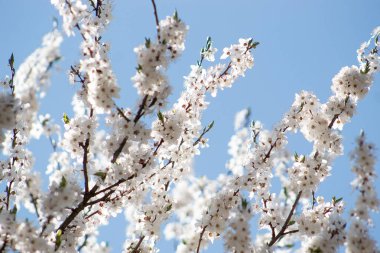 Baharın ilk çiçeği.