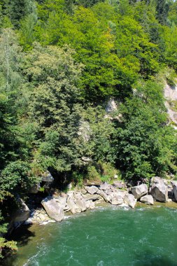 Nehir kenarındaki orman.