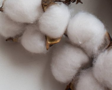 Beyaz pamuk tomurcukları yakın