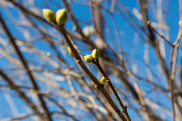 Gałąź Wiosennego Drzewa Jest Nowe Życie — Zdjęcie stockowe