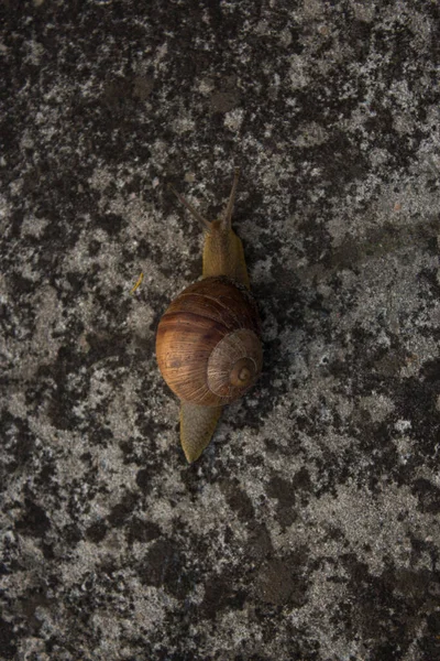 Escargot Rampe Lentement Portant Une Coquille — Photo