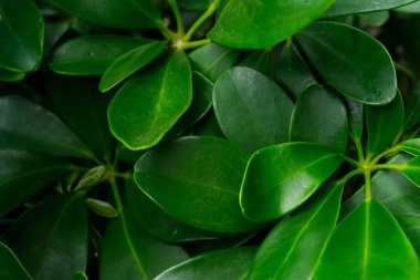 Taze yeşil yapraklar, doğal ve çiçekli arka plan için mükemmel.