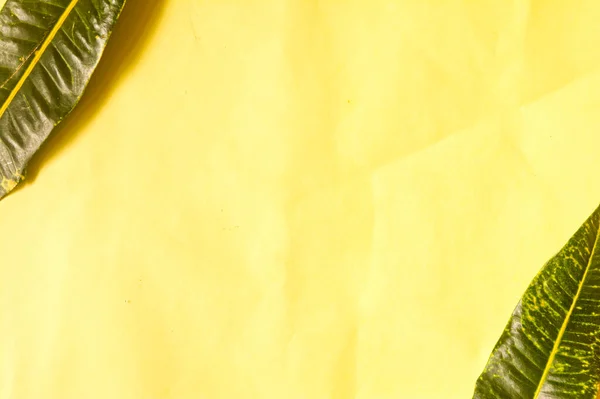 Sarı arka planda yeşil yapraklar. Posteriniz için mükemmel.