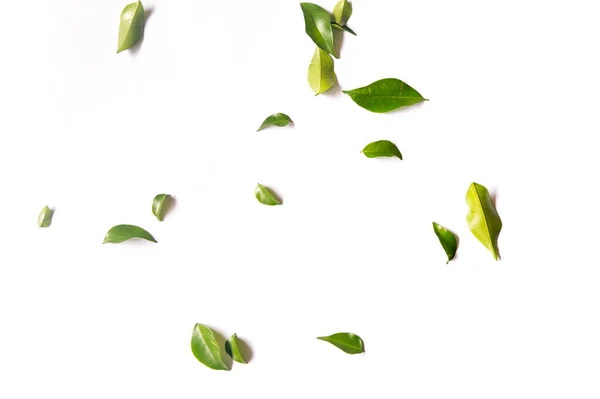 Üst görünümde beyaz arkaplanlı dağınık yeşil yapraklar