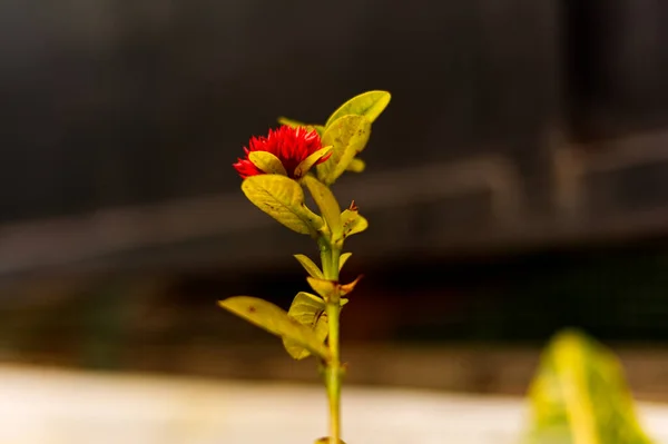 Yumuşak odaklı ve bulanık arkaplanı olan güzel kırmızı çiçek