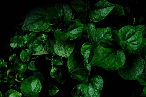 Yeşil yapraklı ve yapraklı güzel, şablon için mükemmel.