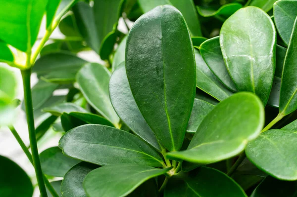 Taze yeşil yapraklar, doğal ve çiçekli arka plan için mükemmel.