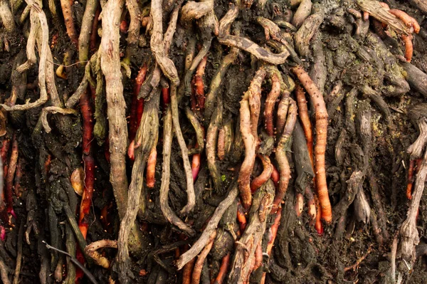 Kökler, doğa ve doku arka planı