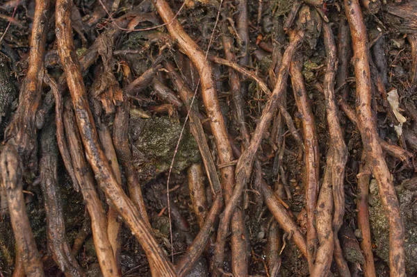 Kökler, doğa ve doku arka planı