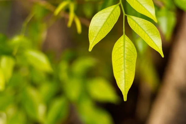 Yumuşak odak ve bulanık arkaplan ile güzel yeşil yapraklar