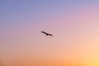 Gün batımı renklerinde uçan martı