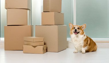 Büyük kutuların yanında oturan şirin bir köpek. Çevrimiçi Alışveriş ile Yeni Teknolojiler 'in yardımıyla Hayat Kurtarma Kurumu. Hızlı Teslimat. Çevrimiçi Dükkanlardan Siparişler. İnternet üzerinden satın alma.