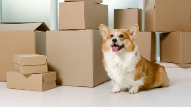 Büyük kutuların yanında oturan şirin bir köpek. Çevrimiçi Alışveriş ile Yeni Teknolojiler 'in yardımıyla Hayat Kurtarma Kurumu. Hızlı Teslimat. Çevrimiçi Dükkanlardan Siparişler. İnternet üzerinden satın alma.