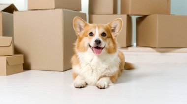 Büyük kutuların yanında oturan şirin bir köpek. Çevrimiçi Alışveriş ile Yeni Teknolojiler 'in yardımıyla Hayat Kurtarma Kurumu. Hızlı Teslimat. Çevrimiçi Dükkanlardan Siparişler. İnternet üzerinden satın alma.