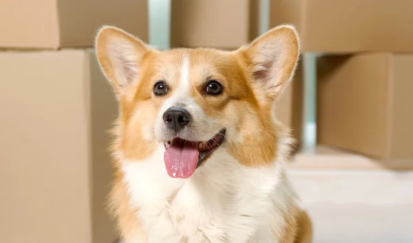 Ein Süßer Hund Der Neben Den Großen Boxen Sitzt Die — Stockfoto