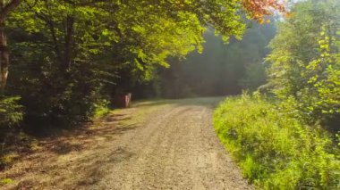Parlak Ilık Güneş Işıkları Büyülü Yaz Ormanı 'ndaki Boş Yürüyüş Yolu' nu aydınlatıyor