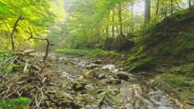 Hava görüntüsü. Güneşli Yaz Peri Ormanı 'nda Güzel Dağ akan bir Nehir.