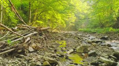 Hava görüntüsü. Güneşli Yaz Peri Ormanı 'nda Güzel Dağ akan bir Nehir.