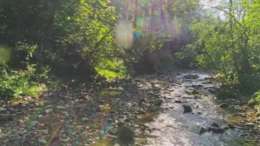 Hava görüntüsü. Büyülü Yeşil Orman 'daki Dağ Nehri deresi.