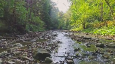 Hava görüntüsü. Yeşil Ağaçlı Peri Ormanı 'nın ortasındaki Sessiz Dağ Nehri