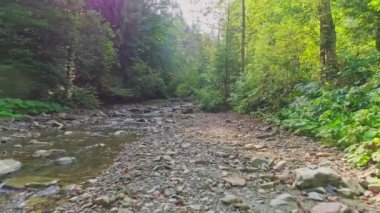 Hava görüntüsü. Yeşil Ağaçlı Peri Ormanı 'nın ortasındaki Sessiz Dağ Nehri