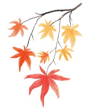 Beyaz arka planda kırmızı ve altın sonbahar yapraklı Vektör Akçaağaç dalı