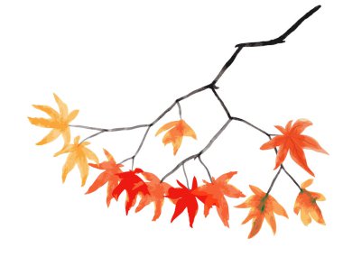 Beyaz arka planda kırmızı ve altın sonbahar yapraklı Vektör Akçaağaç dalı