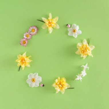 Beyaz, sarı narsis, papatya, sümbül çiçekleri ve yeşil arka planda pembe uğur böceğinden oluşan yaratıcı bahar düzeni. Doğa çemberi çelengi düz..