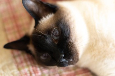 Siyam kedisi dinleniyor