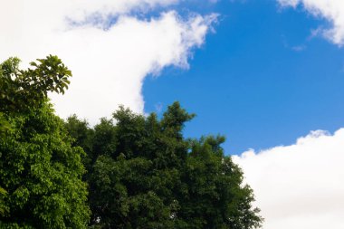 Ağaç, mavi gökyüzü ve beyaz bulutlar