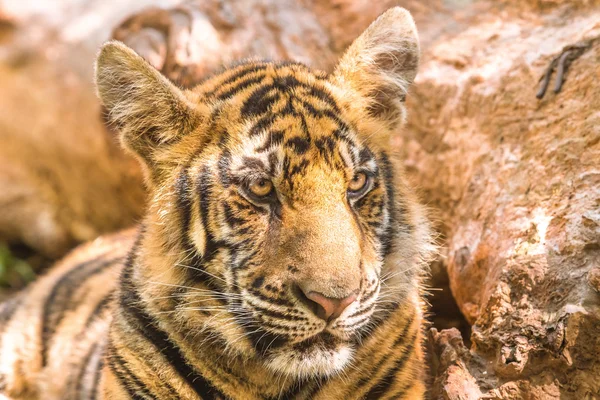 Portrait of little tiger — Stock Photo, Image