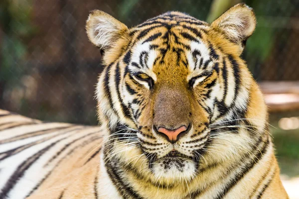 Retrato de tigre grande —  Fotos de Stock