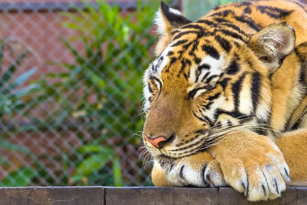 Retrato de tigre grande —  Fotos de Stock